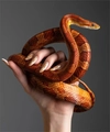 Гель-лак Monami Snake Eye №2, 8 г MN_Snake_Eye _2