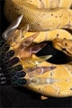 Гель-лак Monami Snake Eye №6, 8 г MN_Snake_Eye _6