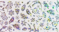 Фольга переводная (4*50см) Zoo Nail Art, новогодняя прозрачная серебро №1452 zn/1452